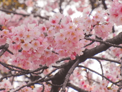 Cherry Blossom