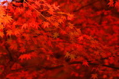 紅葉＠貴船神社⑤