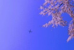 飛行機と桜