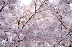 京都の桜(6)