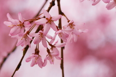 小金井の桜9