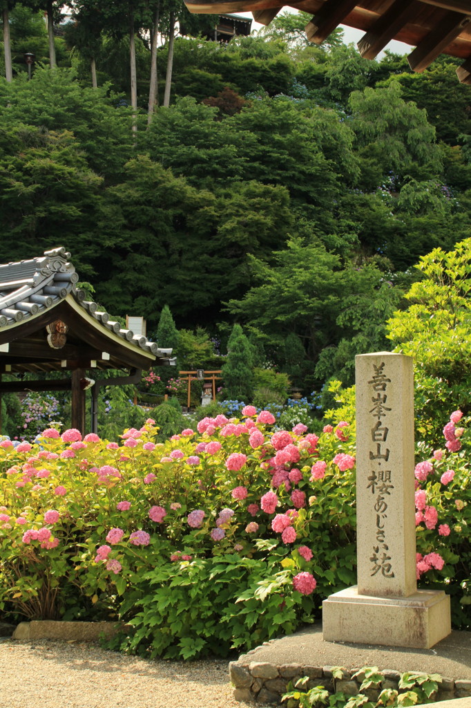 善峯寺のあじさい(2)