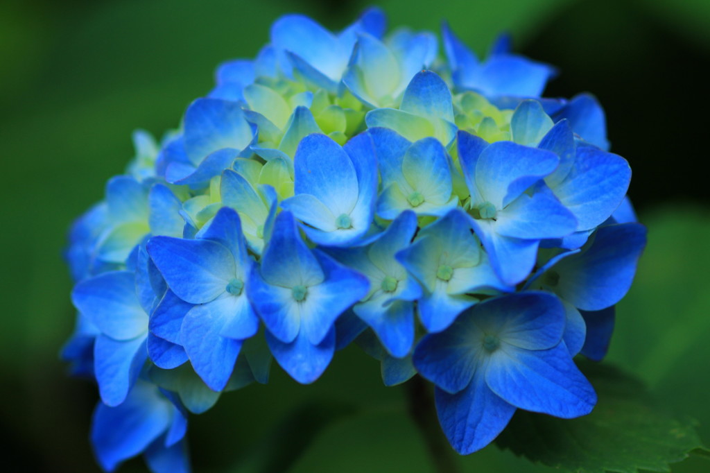 善峯寺の紫陽花(8)