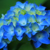 善峯寺の紫陽花(8)
