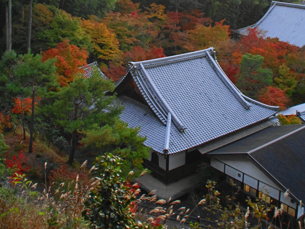 圓光寺の紅葉(3)