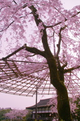 平安神宮神苑の桜(11)