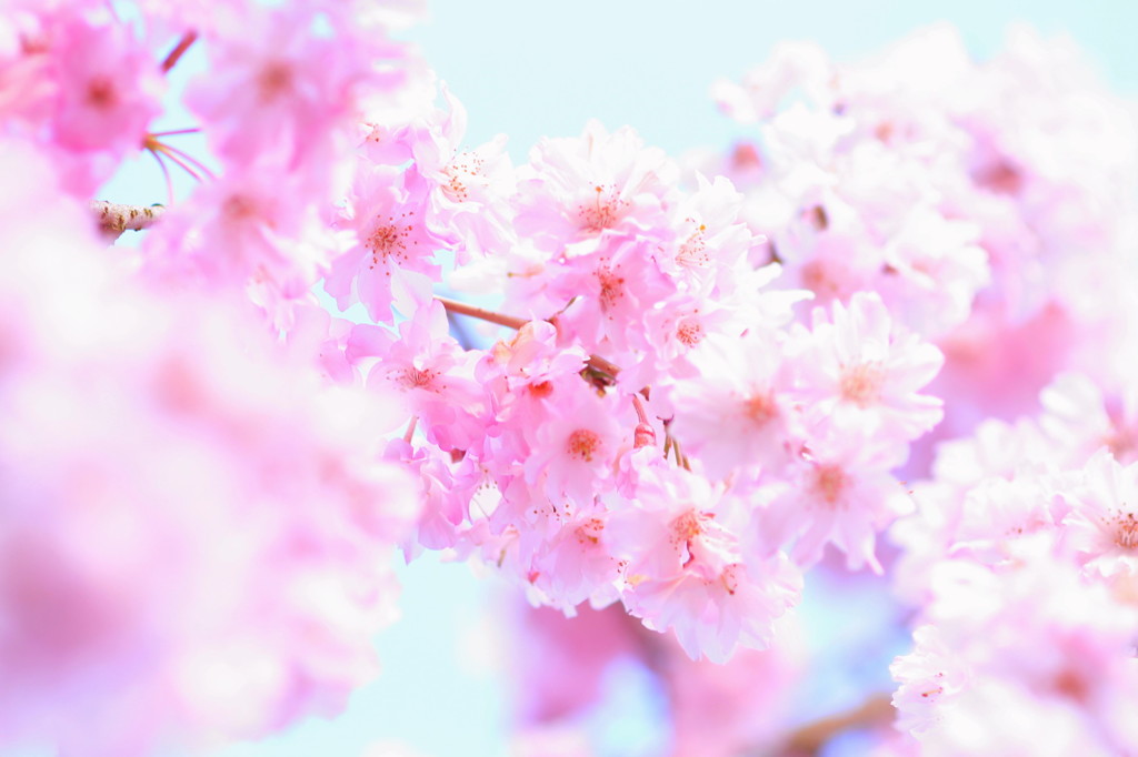 京都の桜2015(24)