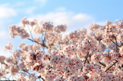 京都の桜(3)