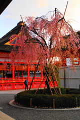 京都の桜2015(21)