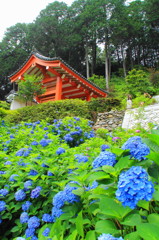 三室戸寺の紫陽花(4)