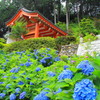 三室戸寺の紫陽花(4)