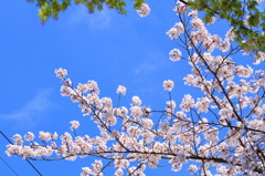 京都の桜(5)