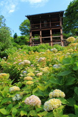 善峯寺の紫陽花(4)