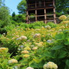 善峯寺の紫陽花(4)