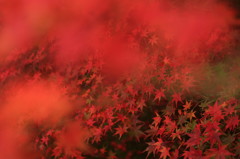 紅葉の森