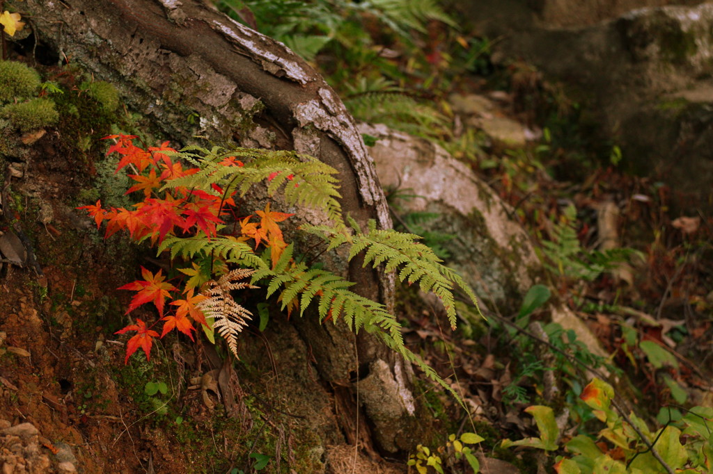 シダと紅葉