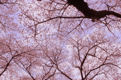 小金井の桜4