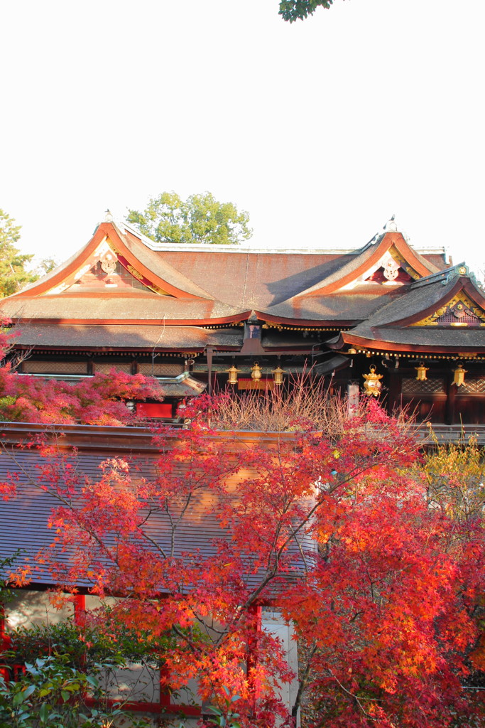 北野天満宮の紅葉(2)