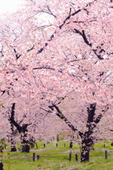 京都の桜2015(10)