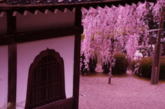 善峯寺の枝垂れ桜①