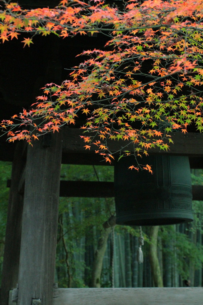 圓光寺の紅葉(2)