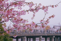 河津桜