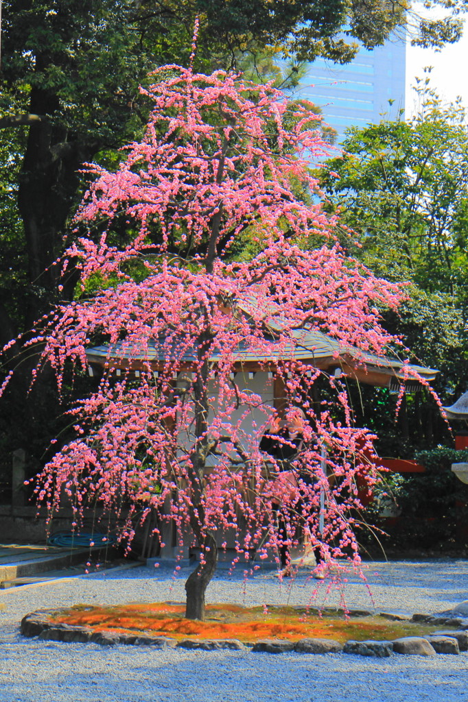 城南宮の鳥居付近より