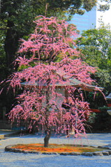 城南宮の鳥居付近より