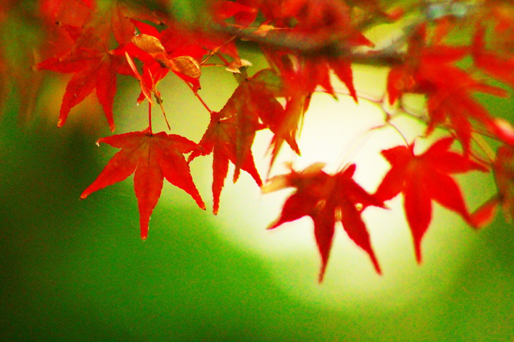 紅葉2015(2)