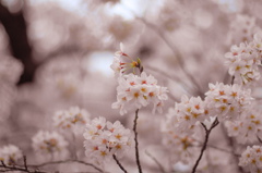 東京桜