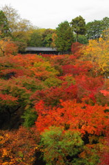 東福寺の紅葉(2)