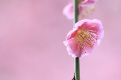 2014梅(3)