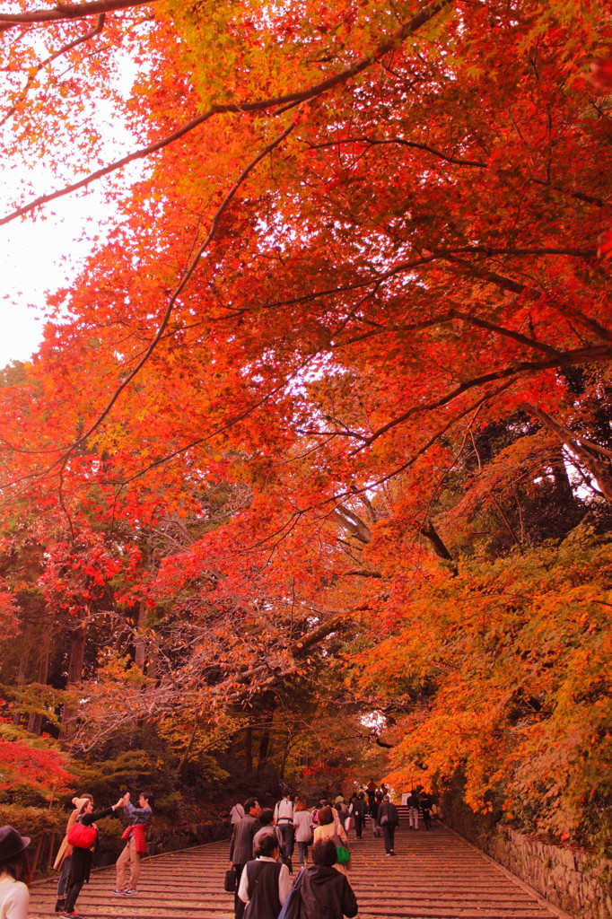 光明寺の紅葉(1)