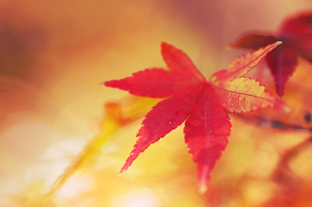 紅葉29