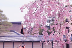 京都御苑の桜(1)