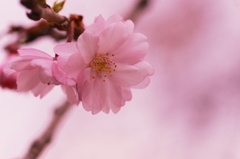 小金井の桜10