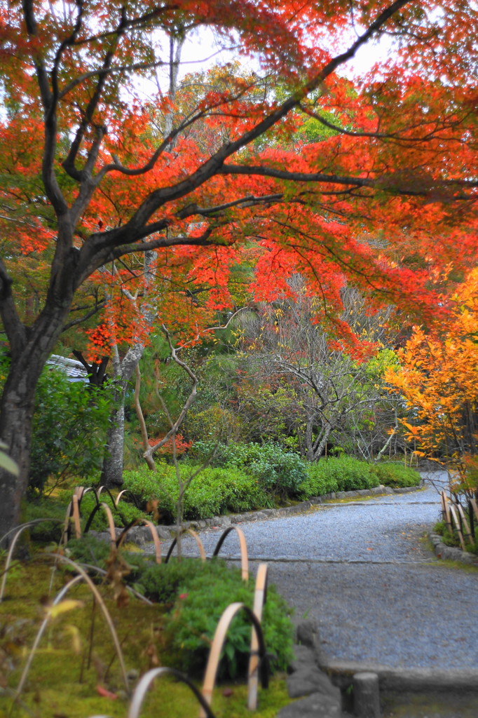 紅葉の道