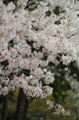 京都の桜2015(5)