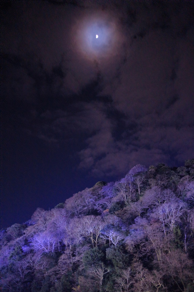 嵐山花灯路(6)