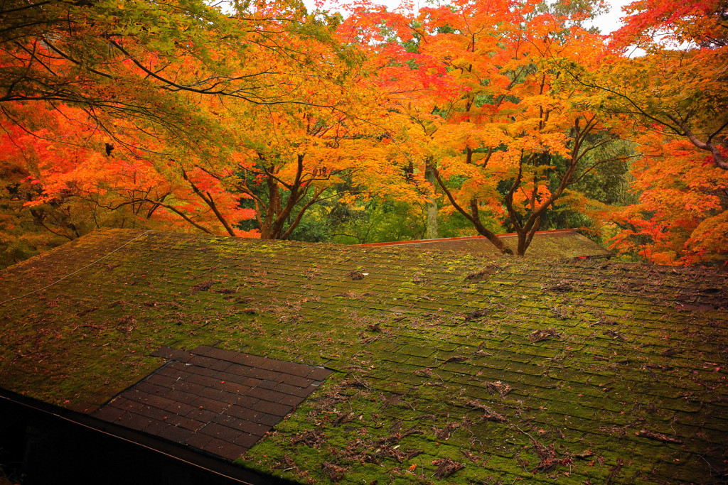 神護寺の紅葉(1)