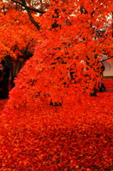 東福寺の紅葉④