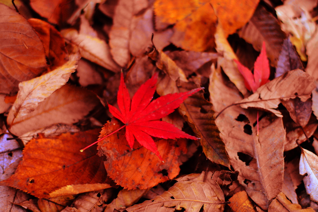紅葉20