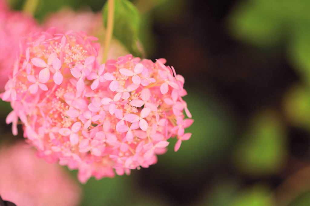 三室戸寺の紫陽花(2)