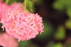 三室戸寺の紫陽花(2)