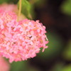 三室戸寺の紫陽花(2)