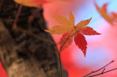 東福寺の紅葉②