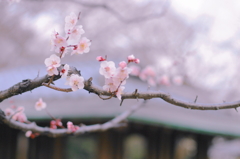 梅7