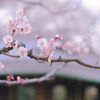 梅7