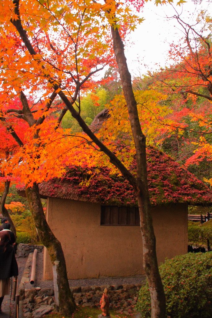 鈴虫寺の紅葉(3)