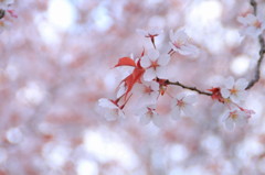 京都の桜(7)